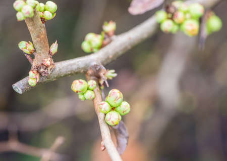 A macro shot of some quince bush flower buds.の写真素材