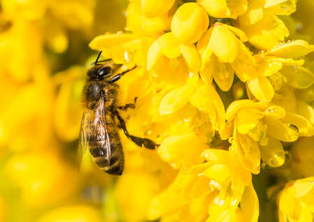 A macro shot of a small bee collecting pollen from the blossom of a mahonia japonica bush.