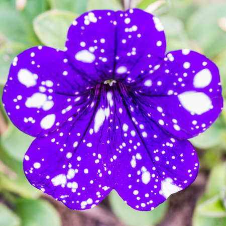A macro shot of a petunia night sky bloom.の写真素材