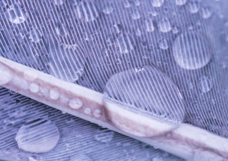 An abstract macro shot of raindrops sitting on a bird feather.の写真素材