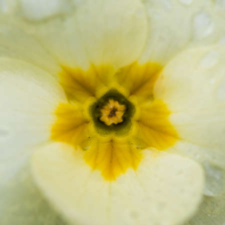 A macro shot of a common primrose bloom.の写真素材