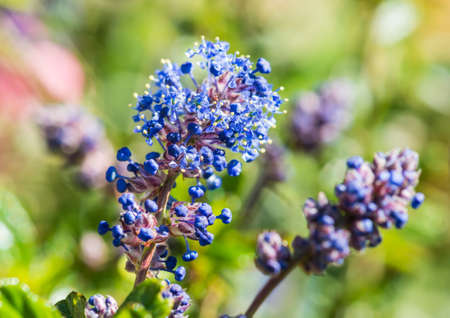 A macro shot of some blue ceanothus bush blossom.の写真素材