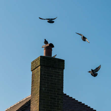 A shot of some feral pigeons flying around a chimney pot.の写真素材