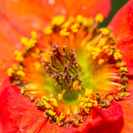 A macro shot of the centre of a bright red geum bloom.の写真素材