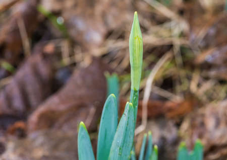 A shot of some emerging springtime daffodils.の写真素材