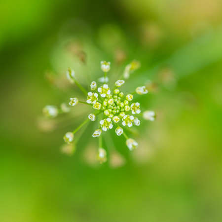 A macro shot of some delicate white flowers.