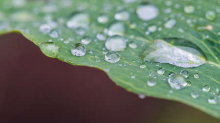 A macro shot of raindrops resting on a green leaf.の写真素材