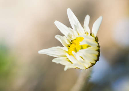 A macro shot of an ox eye daisy opening up.の写真素材