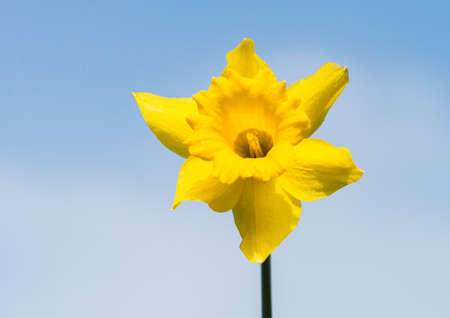 A macro shot of a yellow daffodil against a blue sky.の写真素材