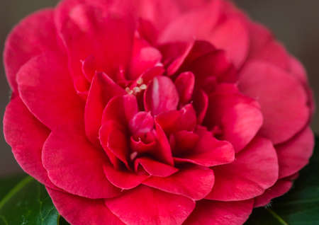 A macro shot of a red camellia bloom.の写真素材