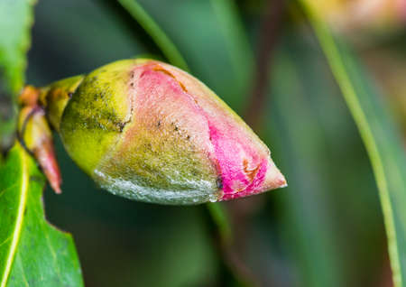 A macro shot of a camellia bush flower bud.の写真素材