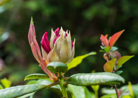 A macro shot of a rhododendron flower bud.の写真素材