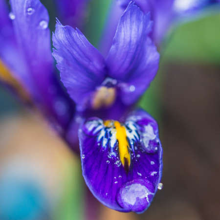 A macro shot of a dark blue reticulated iris harmony.の写真素材