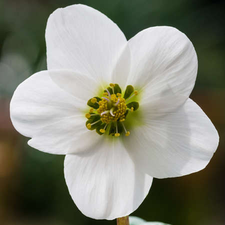 A macro shot of a white helleborus niger bloom.の写真素材