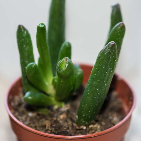 A macro shot of the green fleshy leaves of a succulent plant.の写真素材