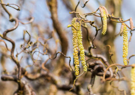 A shot of catkins hanging from the branches of a corkscrew hazel tree.の写真素材