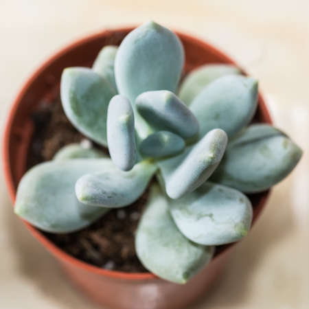 A macro shot of a small succulent plant.の写真素材