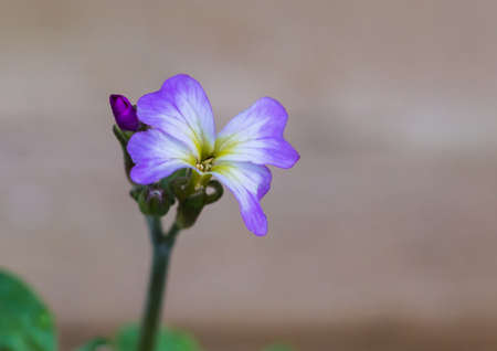 A macro shot of a virginia stock bloom.の写真素材