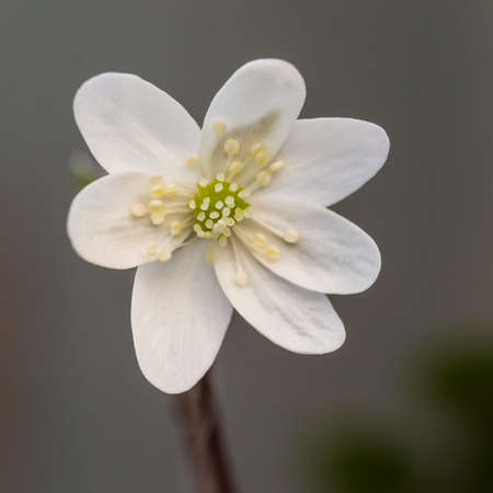A macro shot of a white hepatica noblis bloom.の写真素材