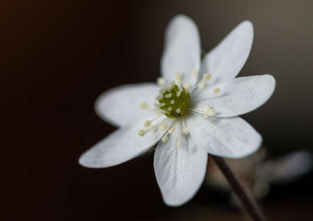 A macro shot of a white hepatica noblis bloom.
