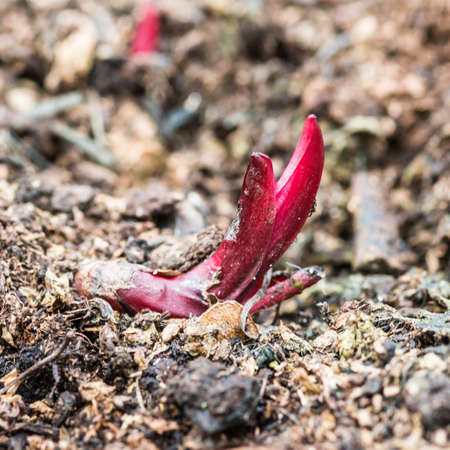 A macro shot of the first sign of a peony karl rosenfield emerging through the soil.の写真素材