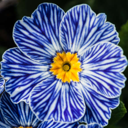 A macro shot of a stripy zebra blue primrose bloom.の写真素材