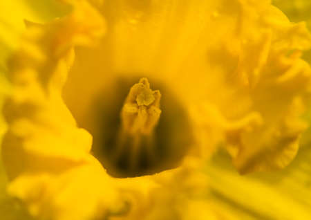 A macro shot of a yellow daffodil.の写真素材