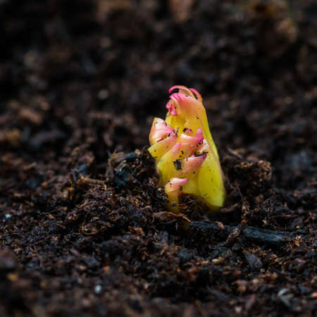 A macro shot of the first sign of a peony shirley temple emerging through the soil.の写真素材