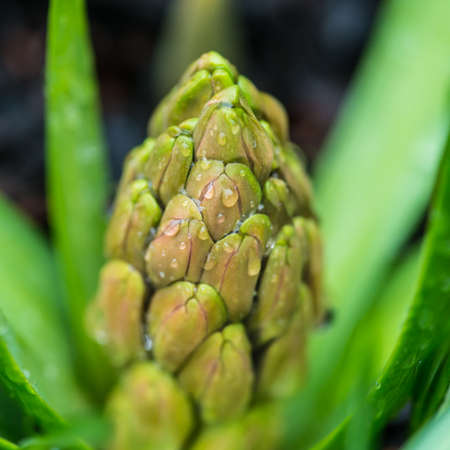 A macro shot of an emerging hyacinth.の写真素材