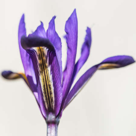 A macro shot of reticulated iris harmony.の写真素材