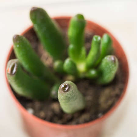 A macro shot of a small succulent plant.の写真素材