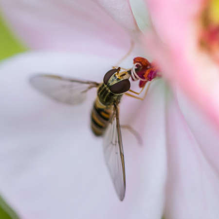 A macro shot of a hoverfly collecting pollen from a pelargonium bloom.の写真素材
