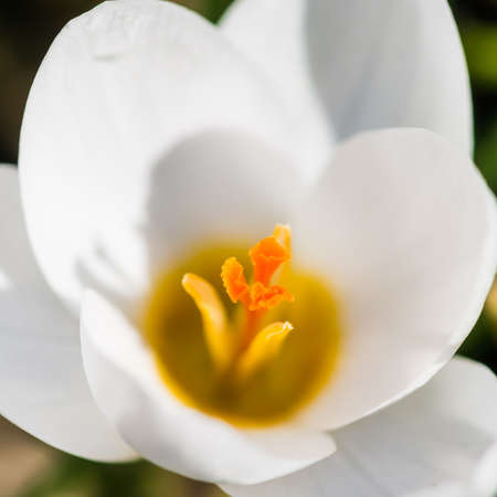 A macro shot of a white crocus 'Ard Schenk' bloom.の写真素材
