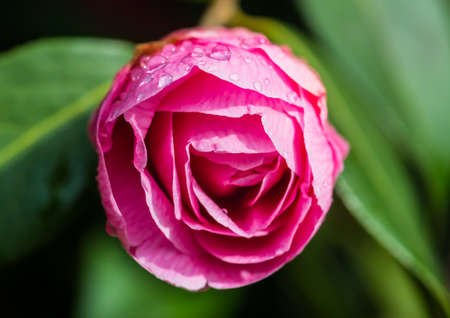A macro shot of a pink camellia bush bloom.の写真素材