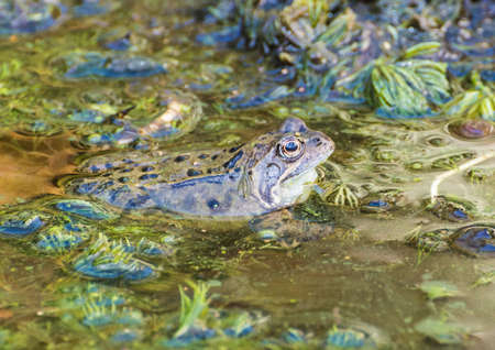 A close-up shot of a frog in a garden pond.