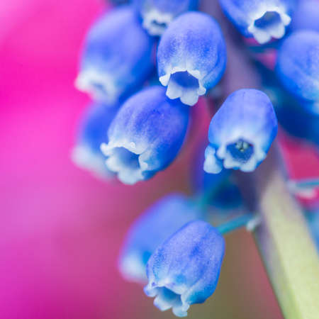 A macro shot of a blue grape hyacinth bloom.の写真素材