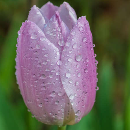 A macro shot of a dewdrop covered tulip candy prince.の写真素材