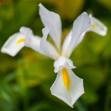 A macro shot of a white dutch iris bloom.