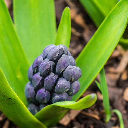 A macro shot of the blooms of a hyacinth delft blue emerging.の写真素材