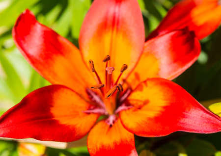 A macro shot of a bright orange asiatic lily vesuvius flower.の写真素材