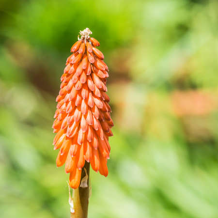 A macro shot of a red hot poker bloom.の写真素材