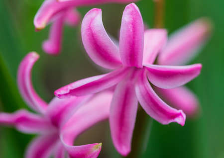A macro shot of a single pink hyacinth bloom.の写真素材