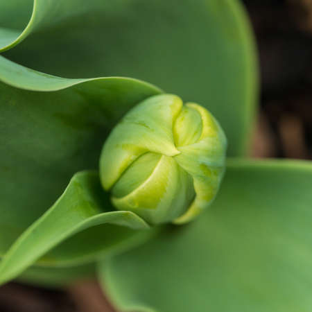 A macro shot of a tulip flower bud.の写真素材