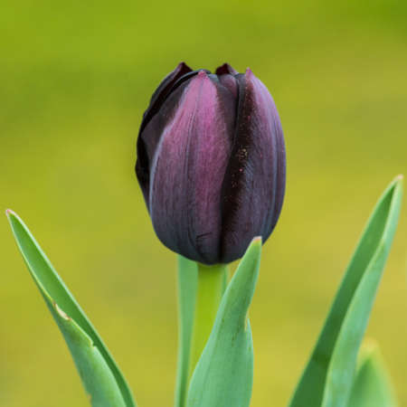 A macro shot of a dark tulip queen of the night flower beginning to open.の写真素材