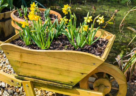 A shot of some miniature daffodils in a decorative wooden wheelbarrow.