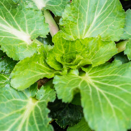 A macro shot of the green leaves of a sea holly plant.