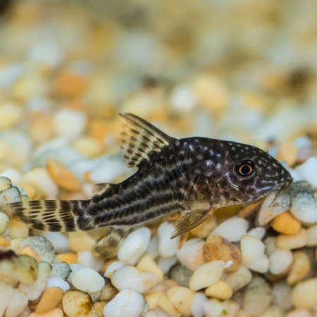 A macro shot of a corydoras sterbai tropical fish.の写真素材