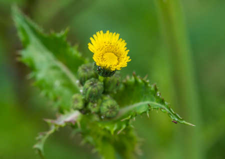 A macro shot of a yellow prickly sow thistle bloom.