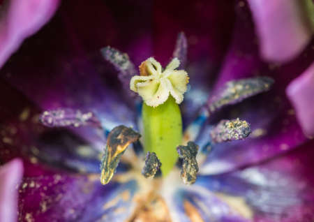 A macro shot taking a peek inside of dark queen of the night tulip.