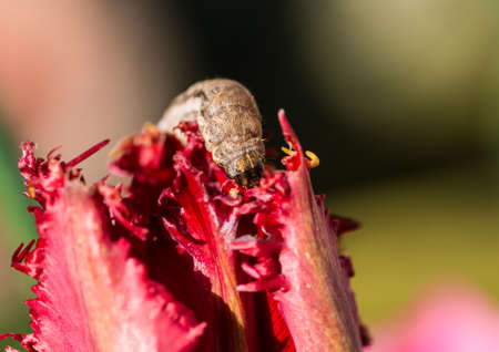 A macro shot of a caterpillar munching on a red tulip.の写真素材